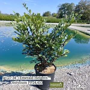 September 2025 5g Emerald Heights Distylium Single Website